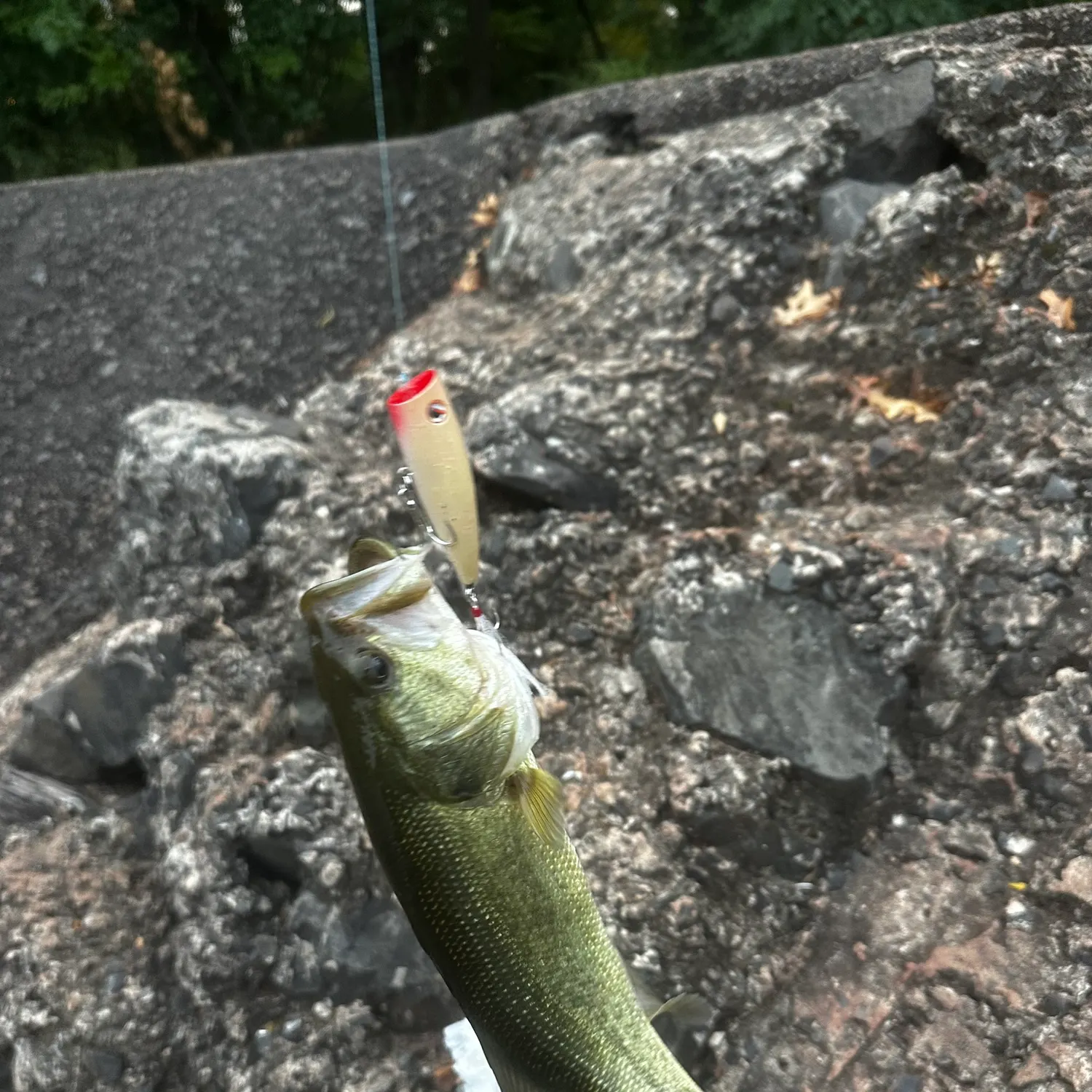 Fish caught on Fishbrain