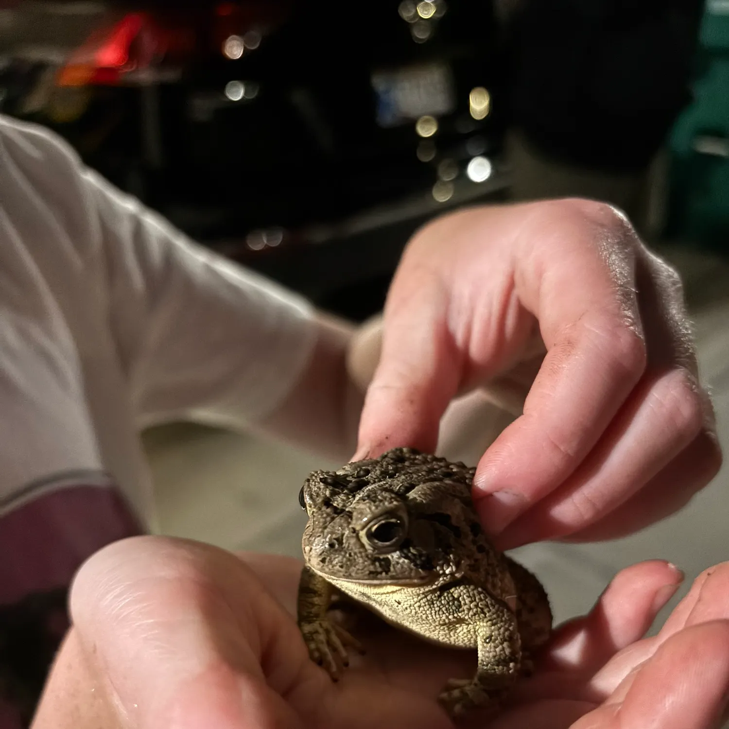 The most recent Crawfish frog catches on Fishbrain
