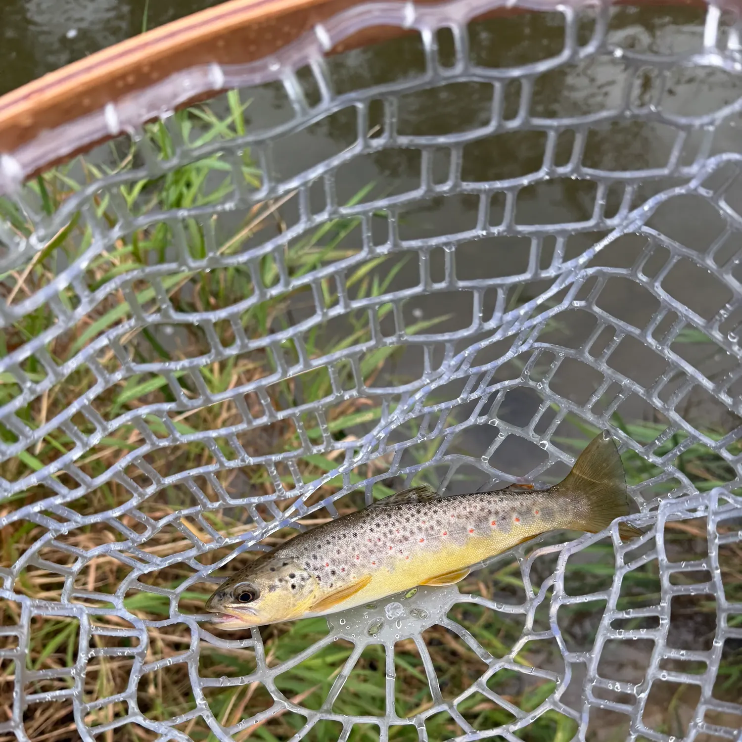 Brown trout caught on Fishbrain