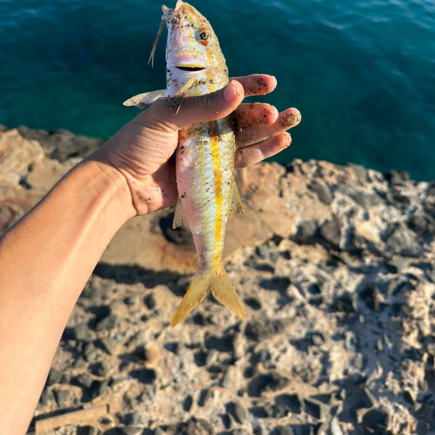 The most recent Yellowstripe goatfish catches on Fishbrain