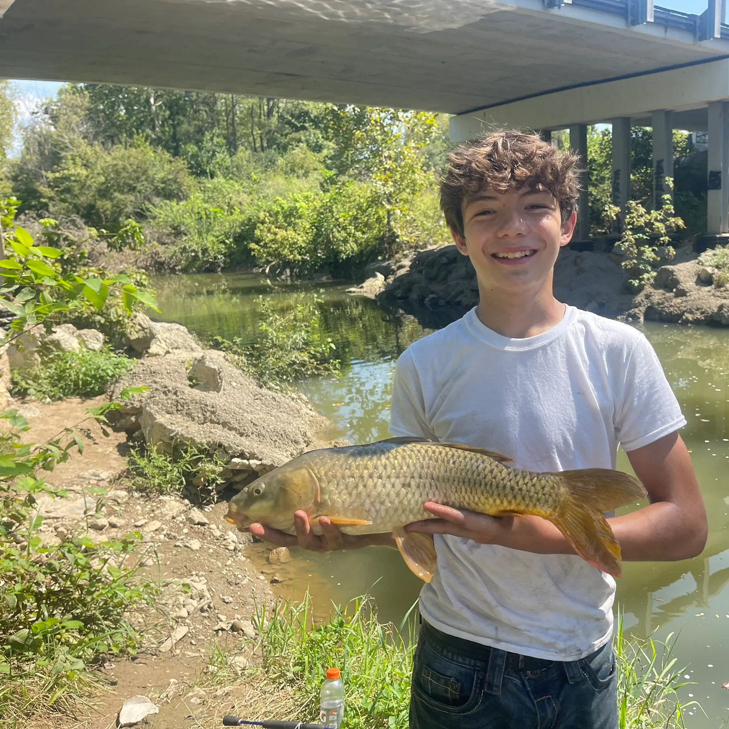 Common carp caught on Fishbrain