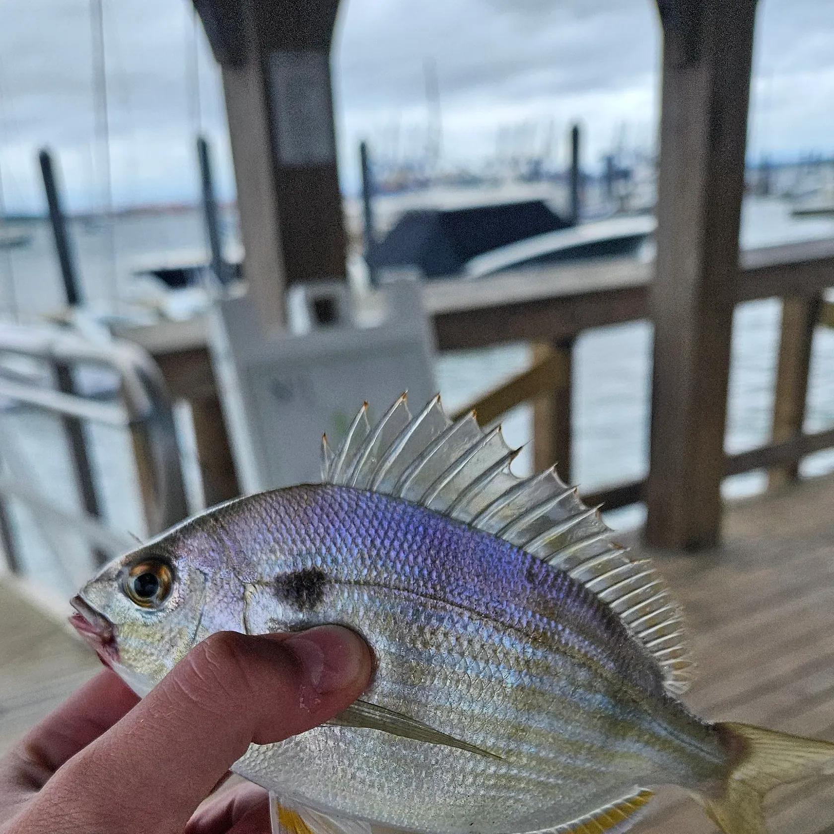 Pinfish caught on Fishbrain