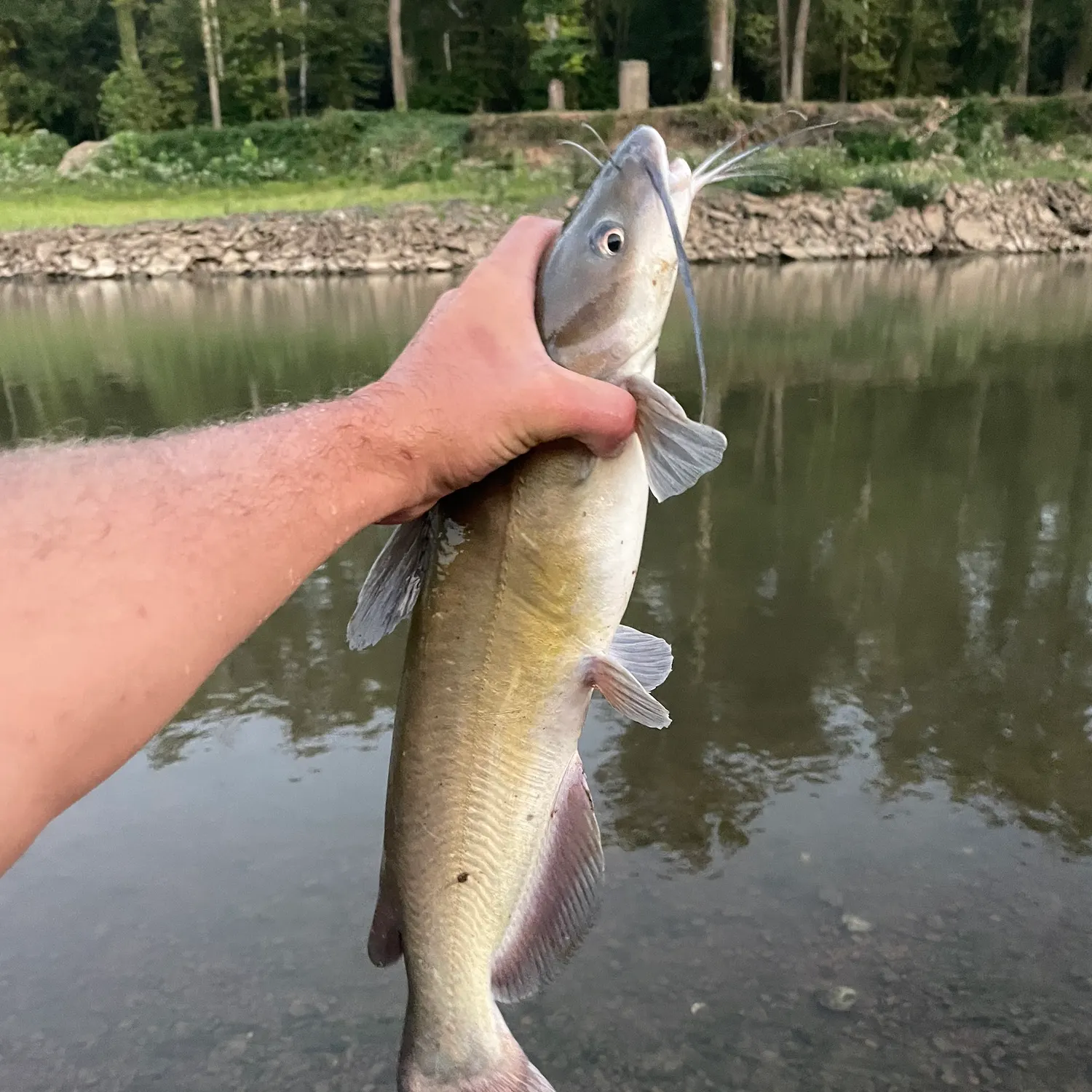 Channel catfish caught on Fishbrain