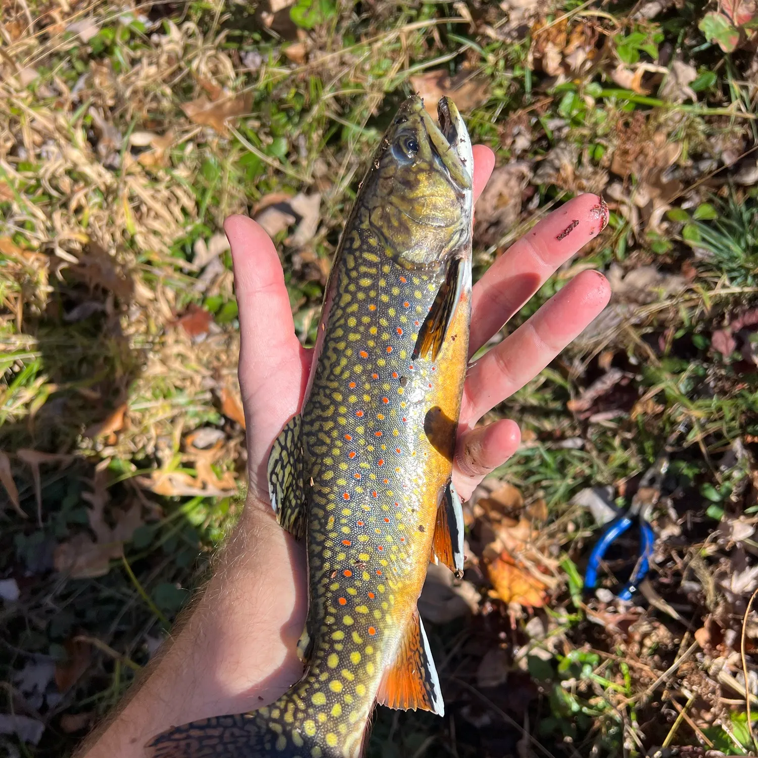 Brook trout caught on Fishbrain