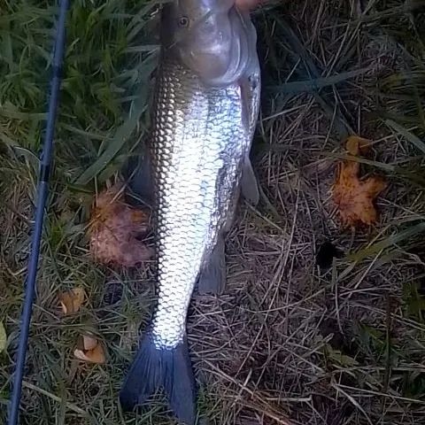 Fallfish caught on Fishbrain