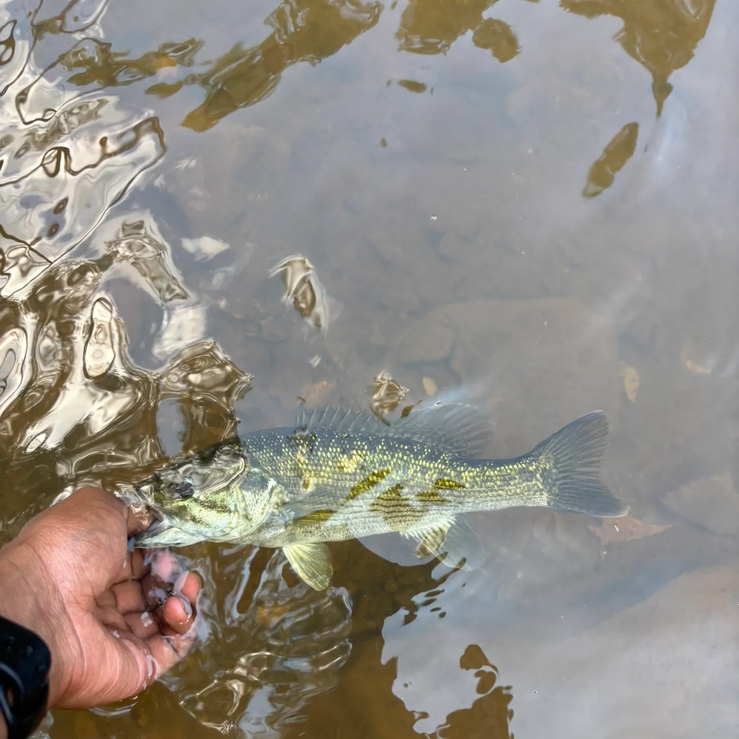 The most recent Tallapoosa bass catches on Fishbrain