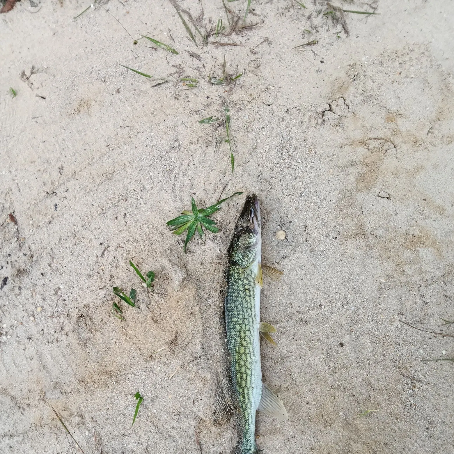 Chain pickerel caught on Fishbrain