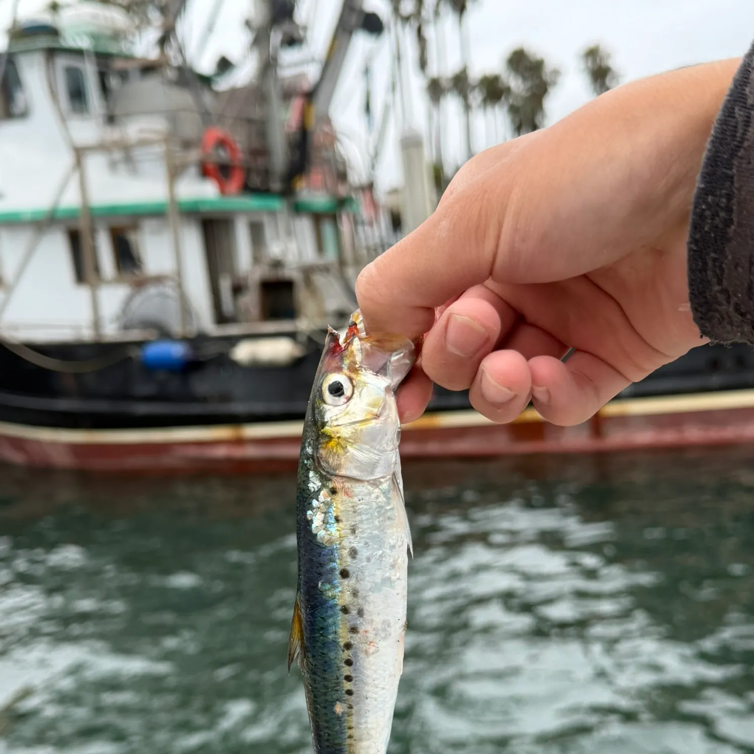 The most recent Japanese pilchard catches on Fishbrain