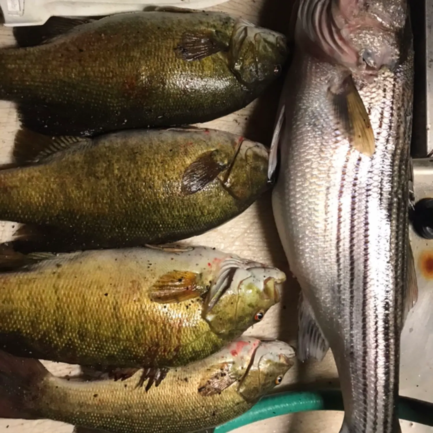 recently logged catches