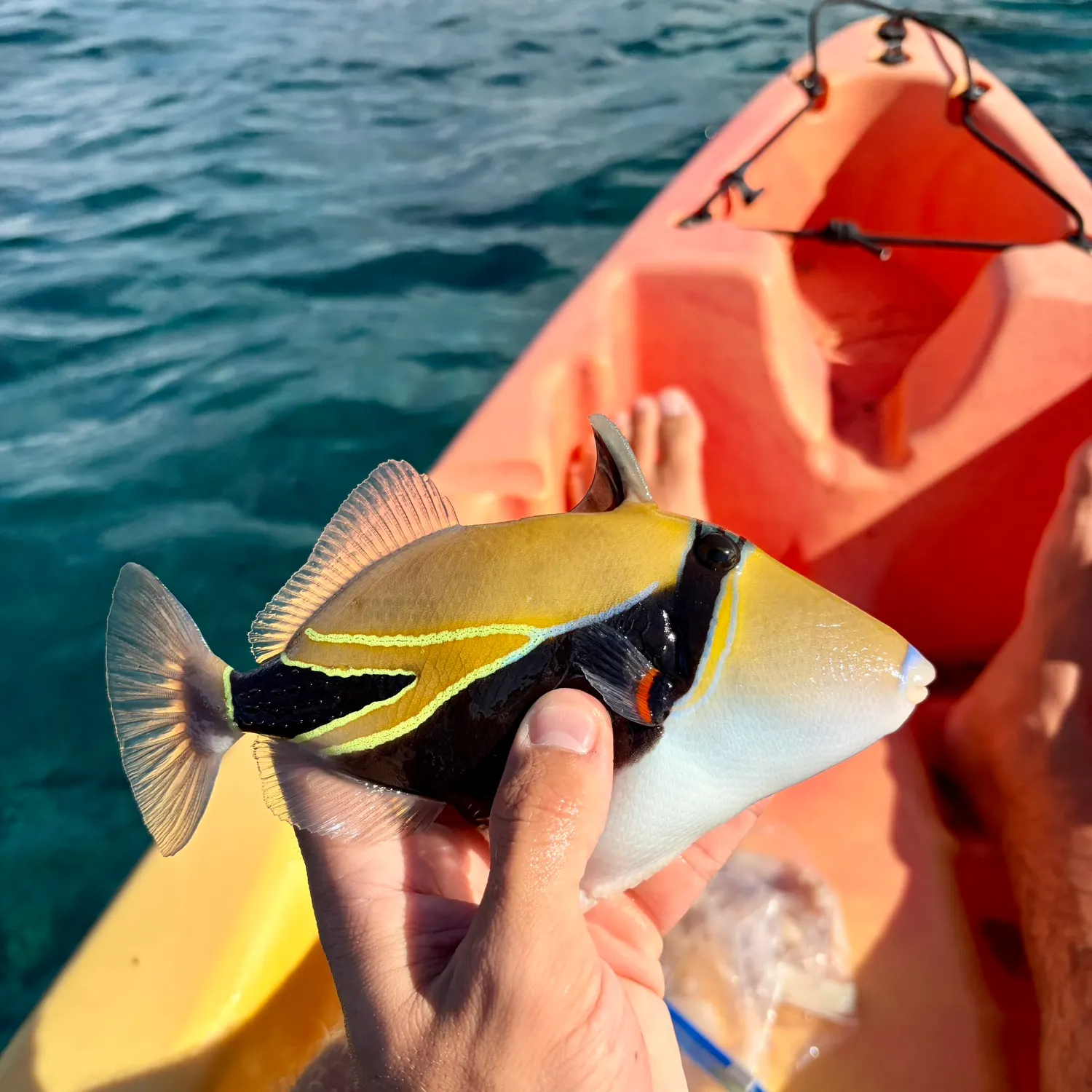 The most recent Wedge-tail triggerfish catches on Fishbrain