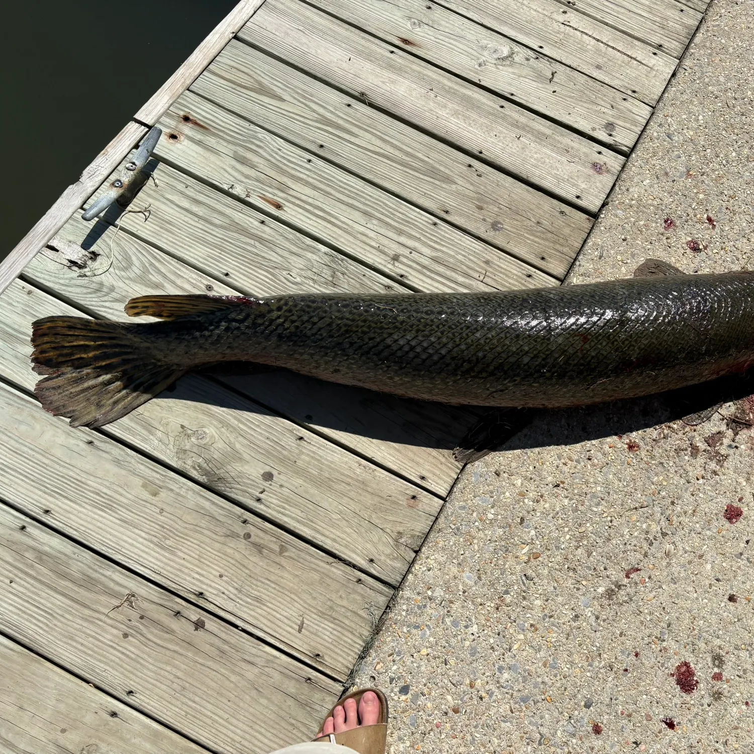 recently logged catches