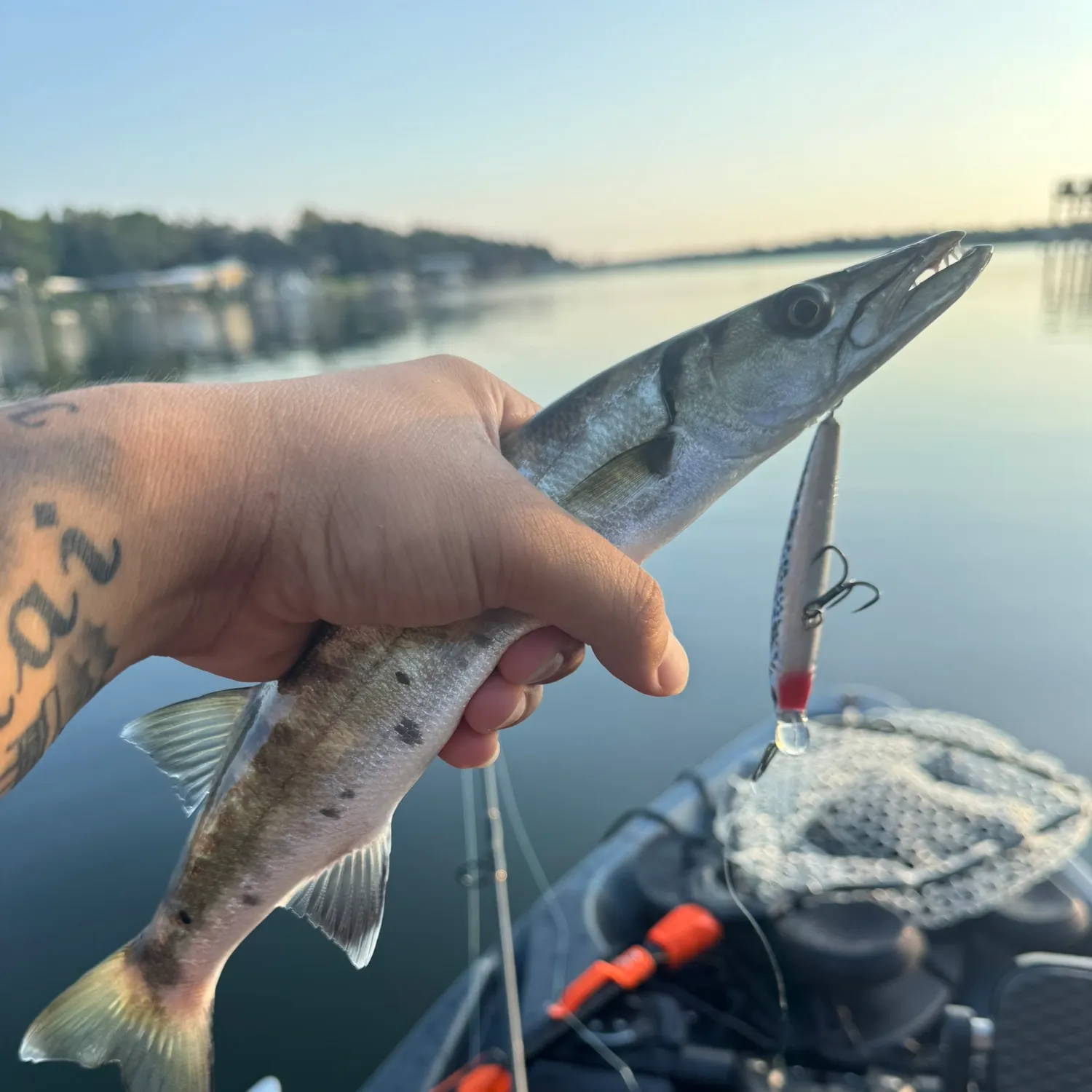 Great barracuda caught on Fishbrain