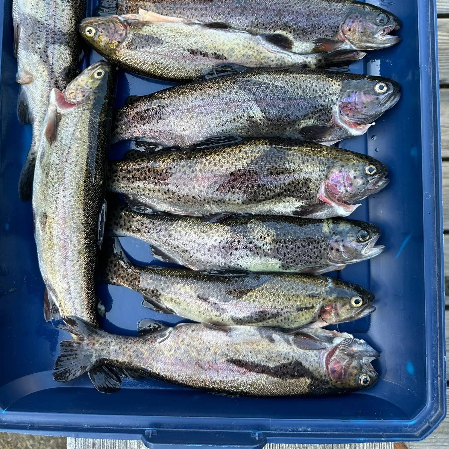 recently logged catches