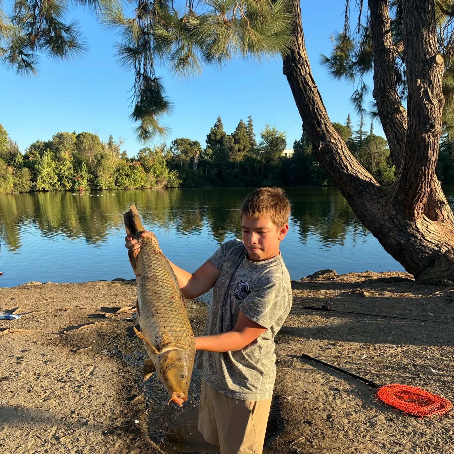 Common carp caught on Fishbrain