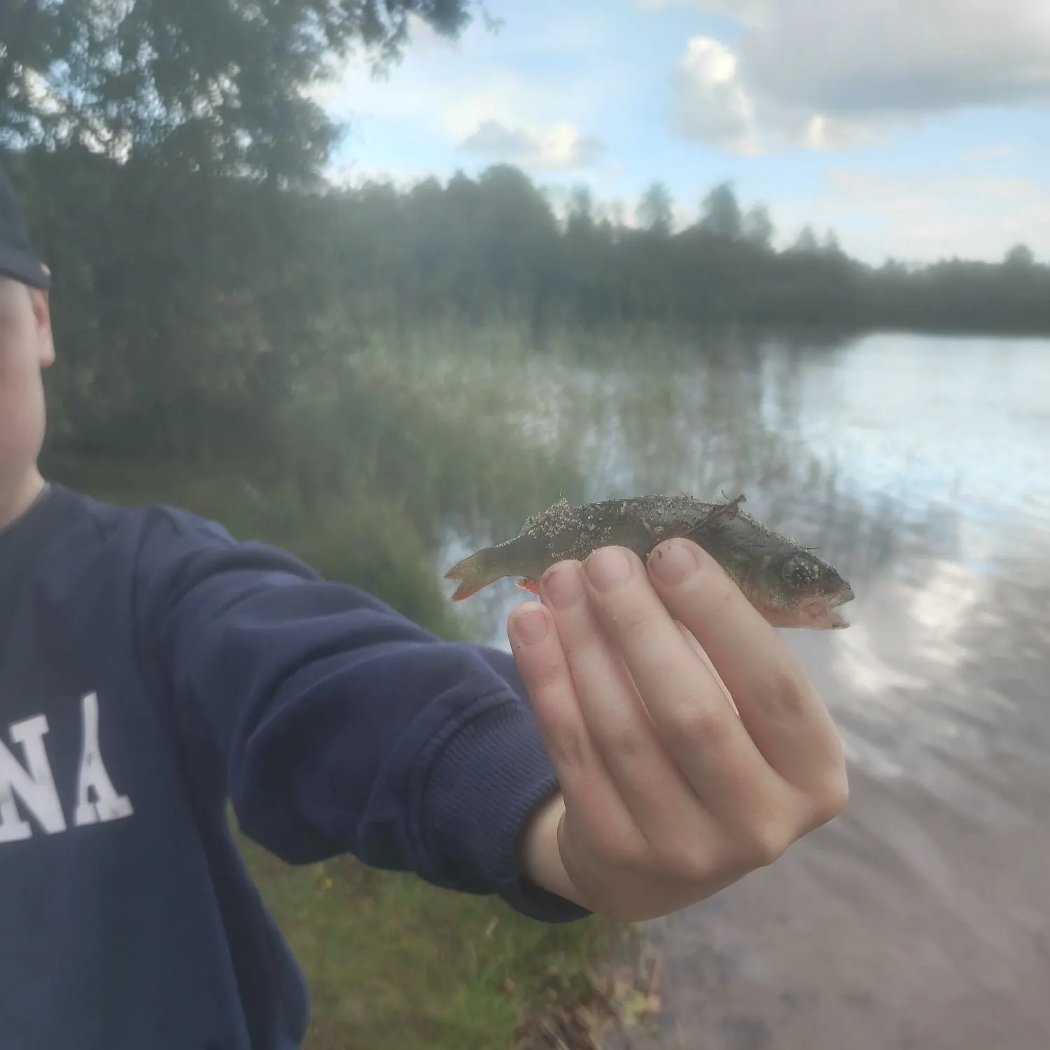 European perch caught on Fishbrain
