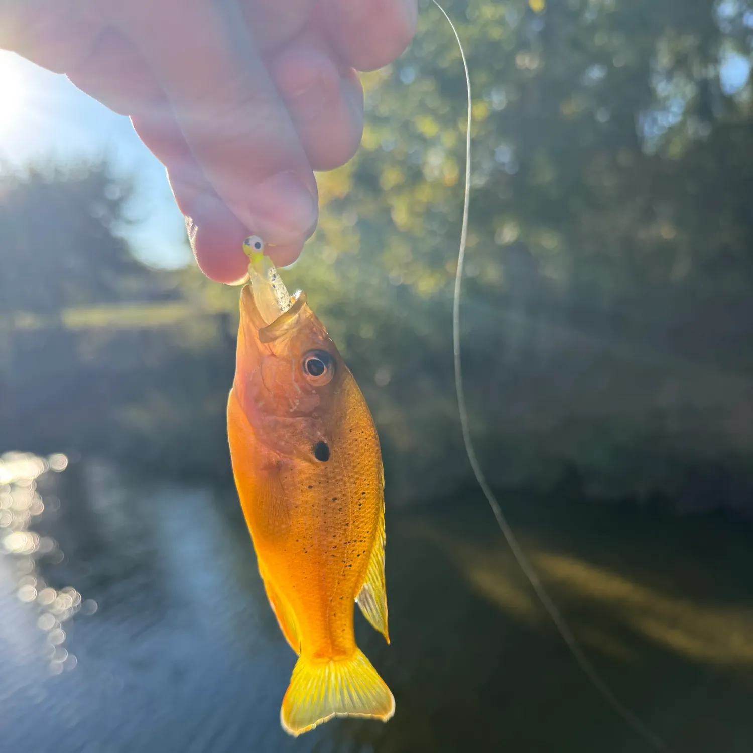 Green sunfish caught on Fishbrain