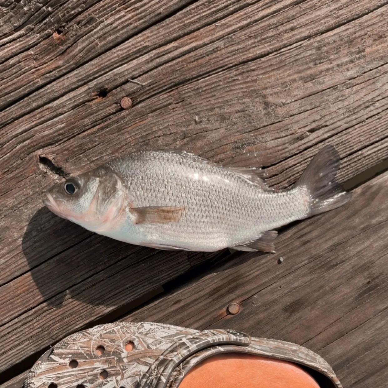 White perch caught on Fishbrain