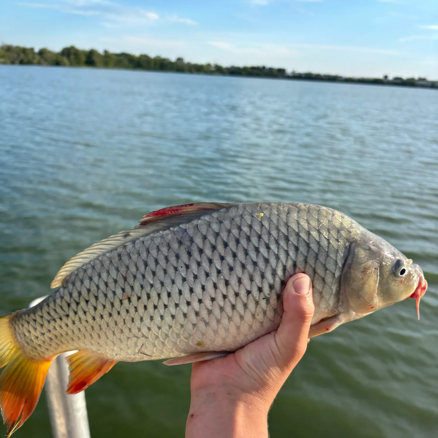 Common carp caught on Fishbrain