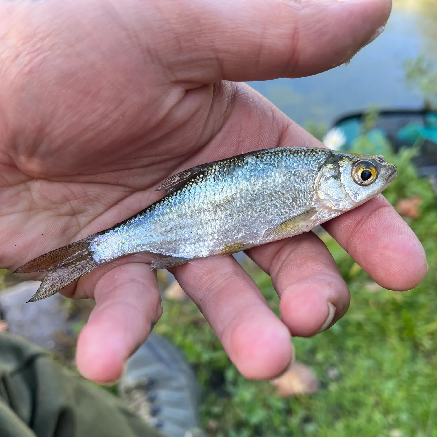 Common bream caught on Fishbrain