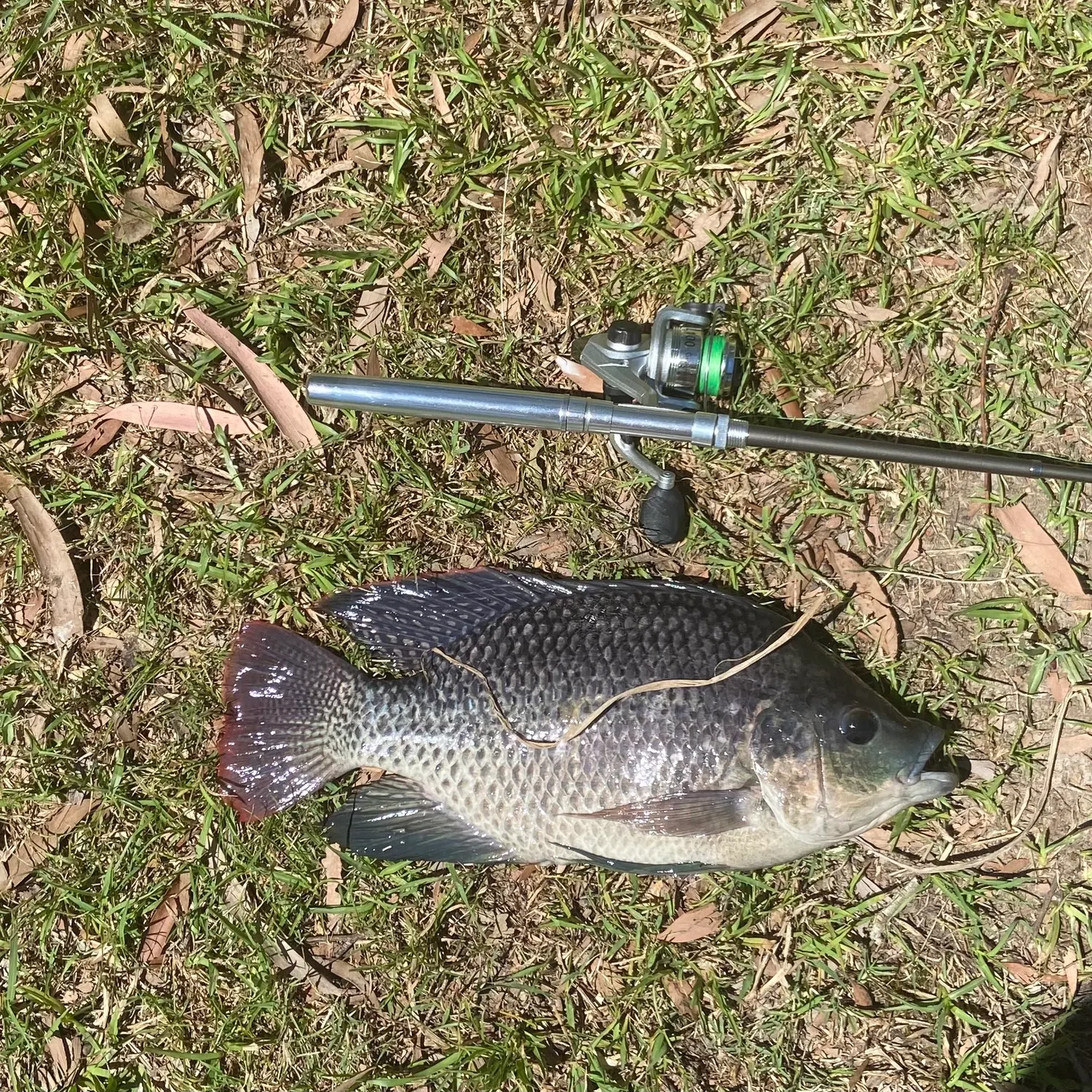 The most recent Mozambique tilapia catches on Fishbrain