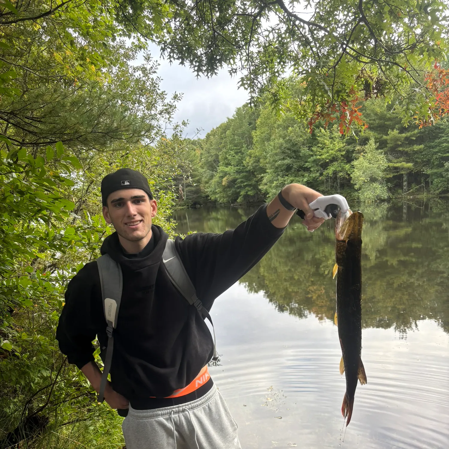 Chain pickerel caught on Fishbrain