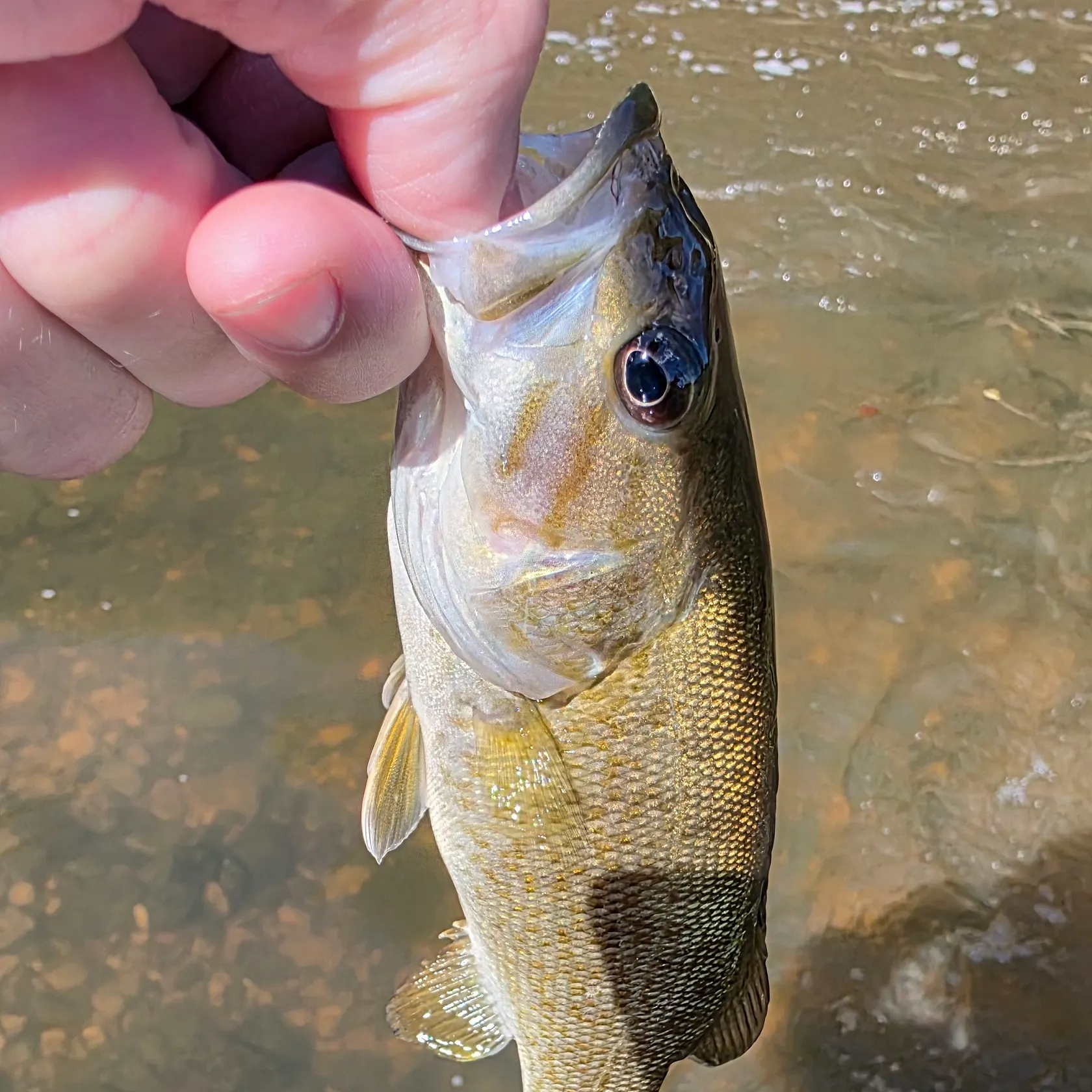 Smallmouth bass caught on Fishbrain