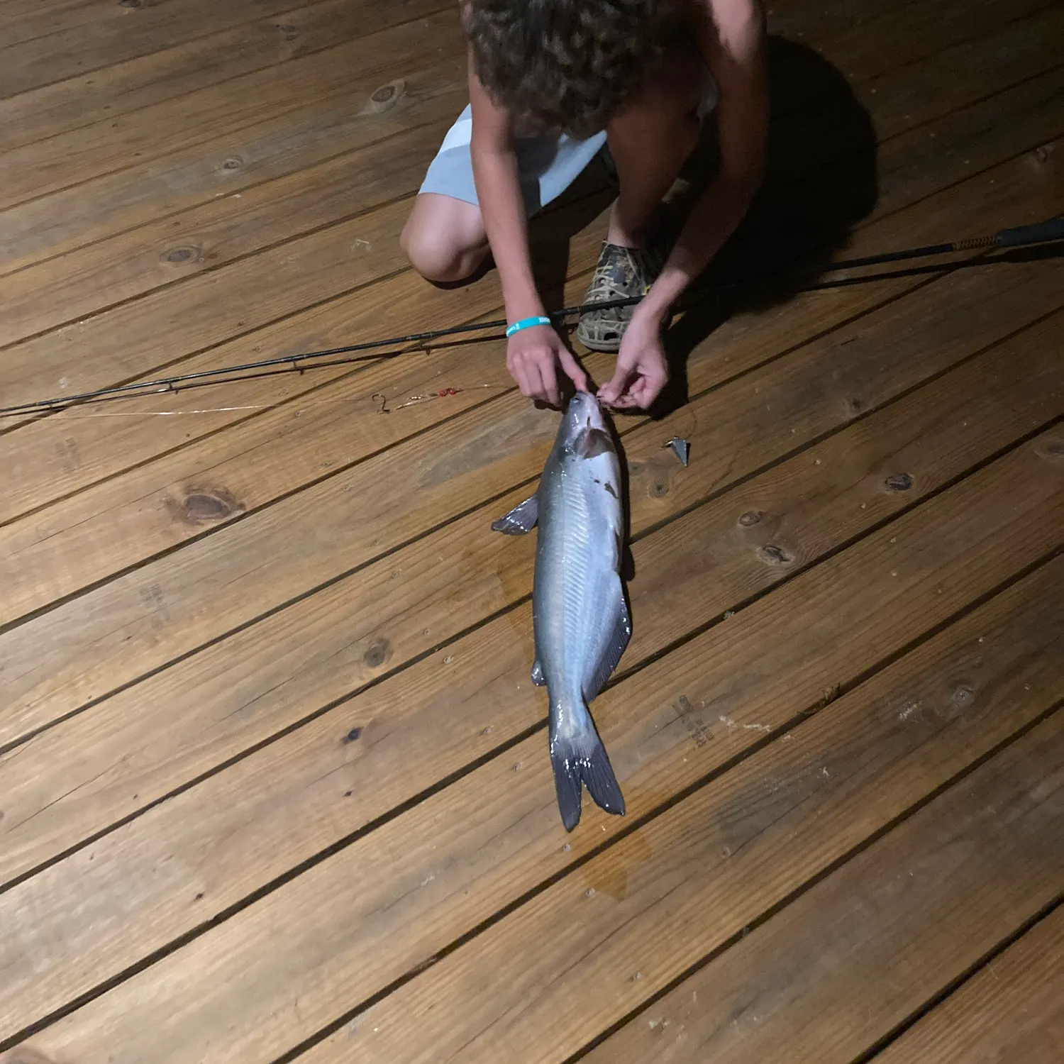 Blue catfish caught on Fishbrain