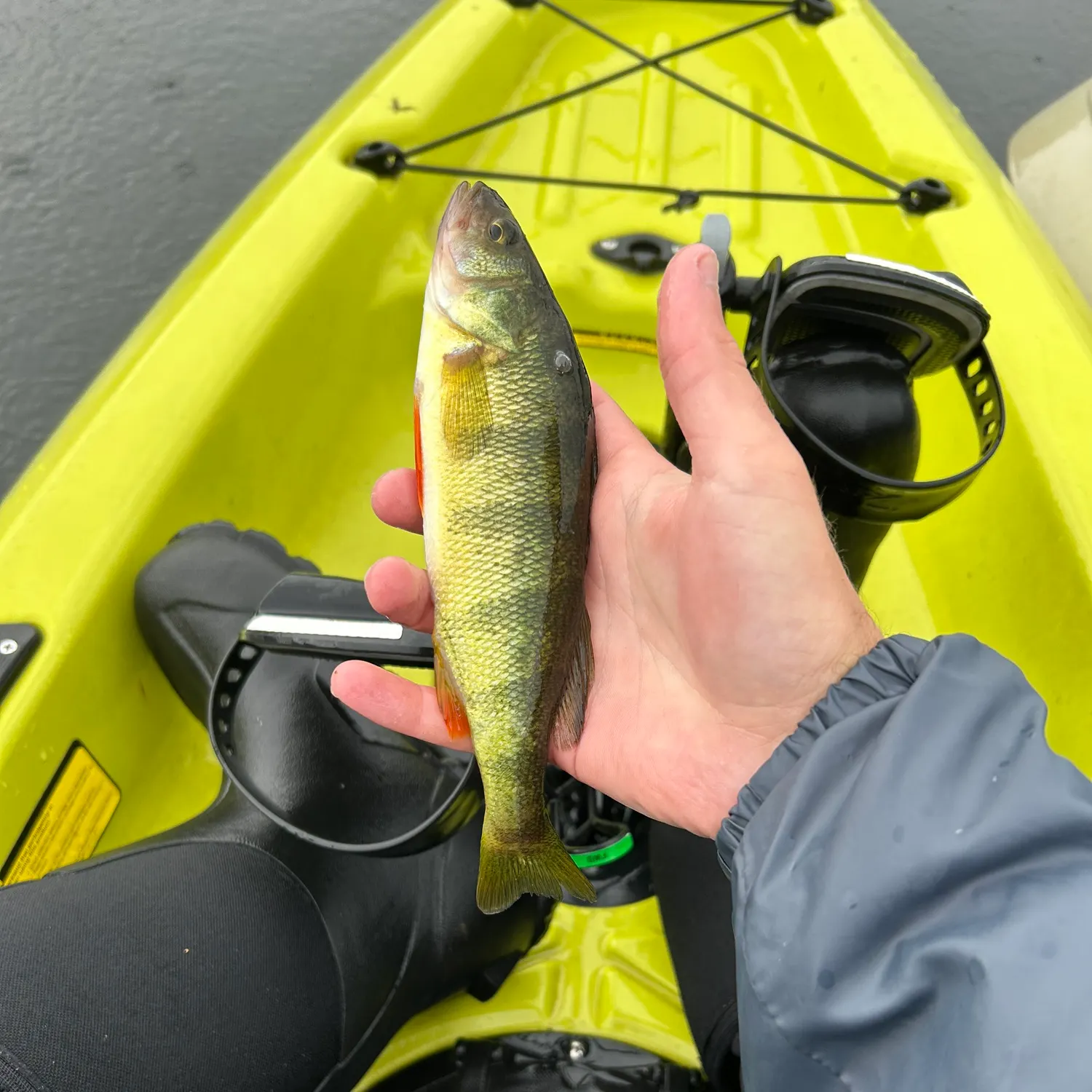 Yellow perch caught on Fishbrain