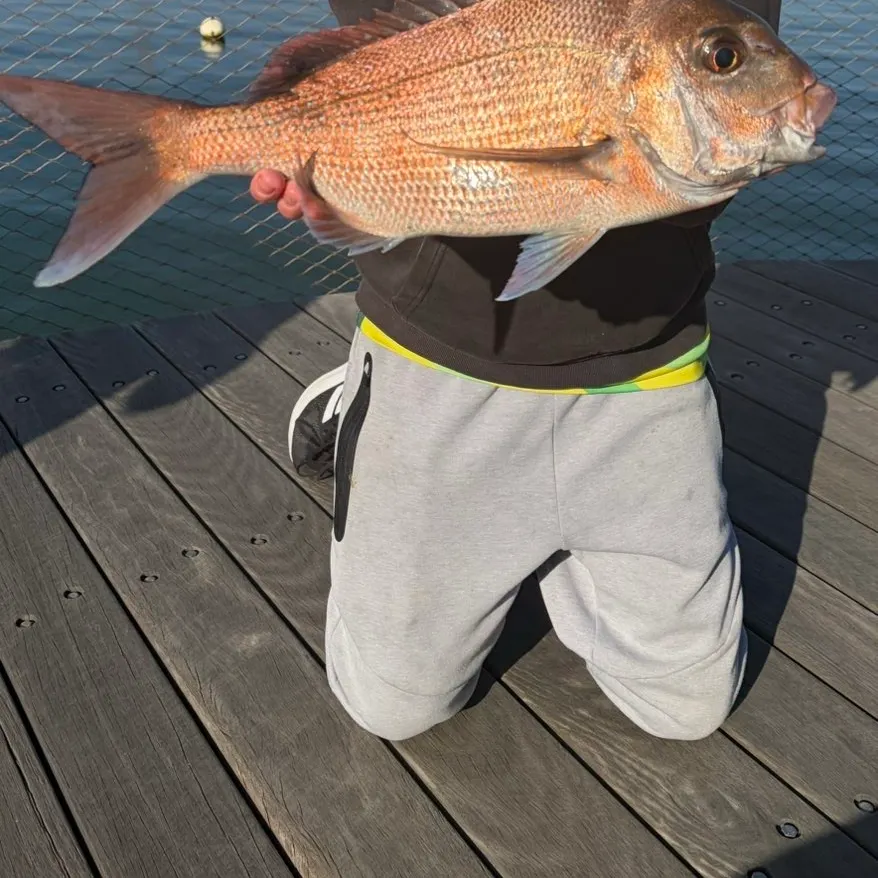 Australasian snapper caught on Fishbrain