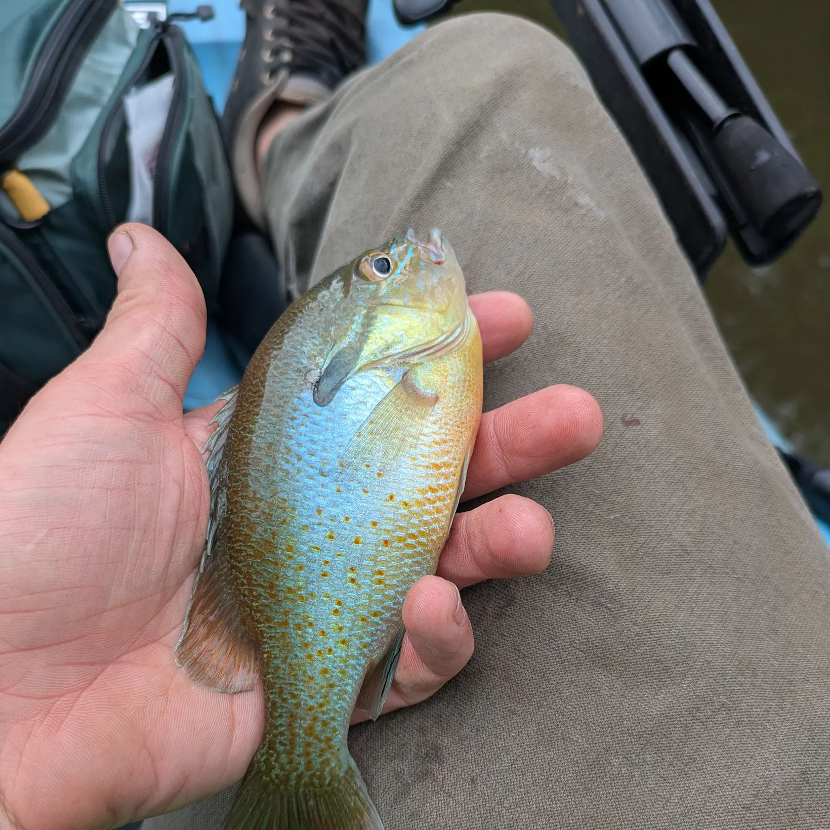 Redbreast sunfish caught on Fishbrain