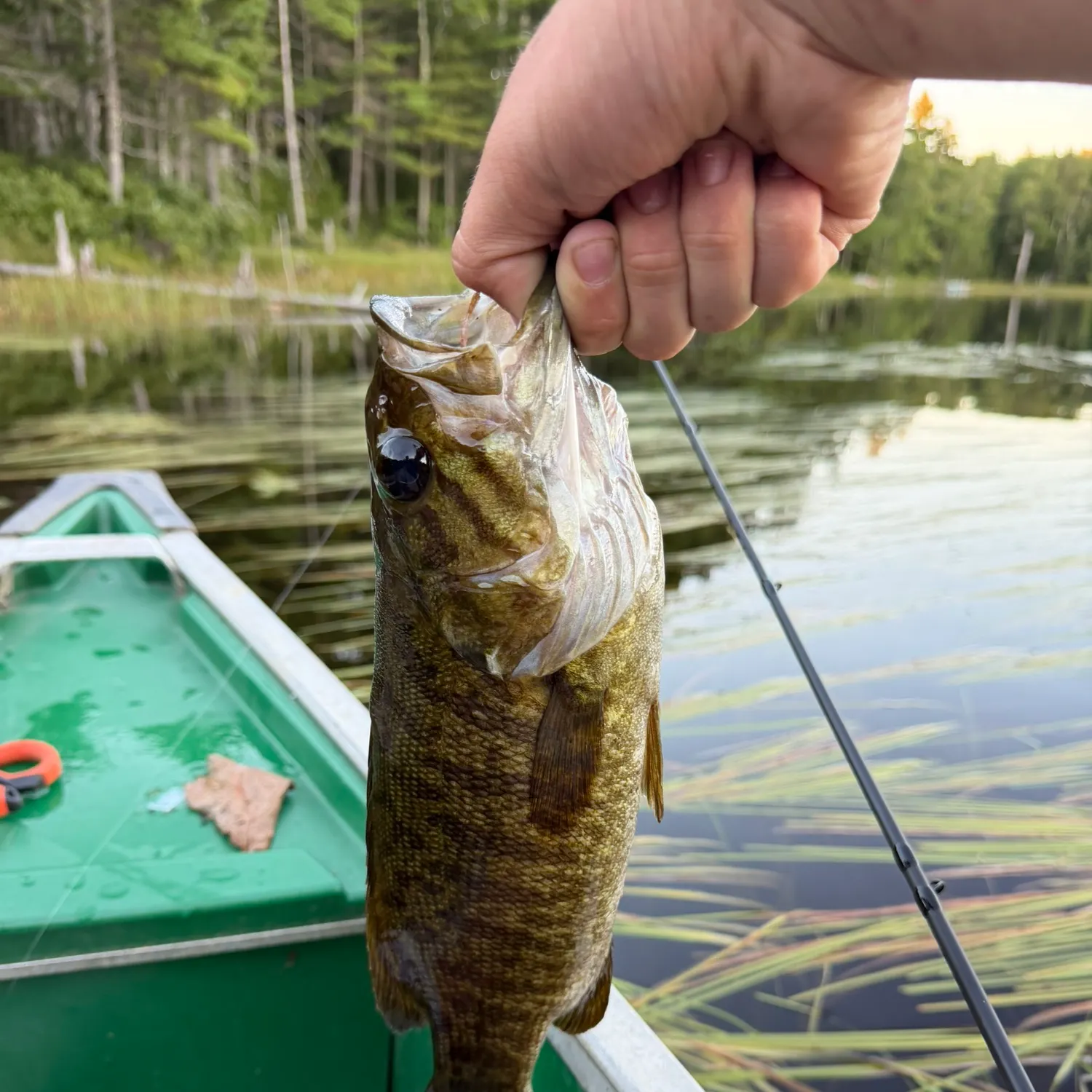 Smallmouth bass caught on Fishbrain