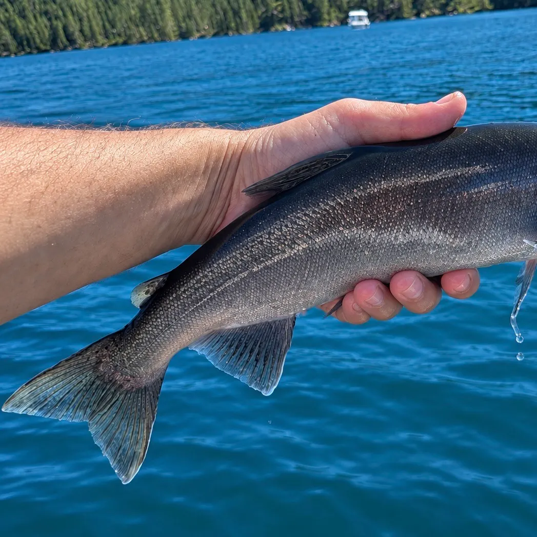 Kokanee salmon caught on Fishbrain