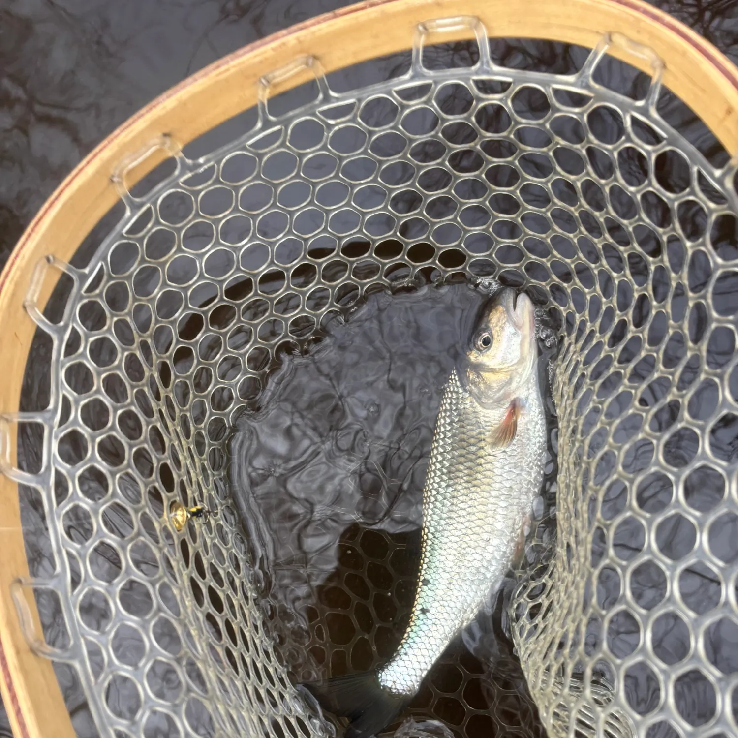 The most recent Fallfish catches on Fishbrain