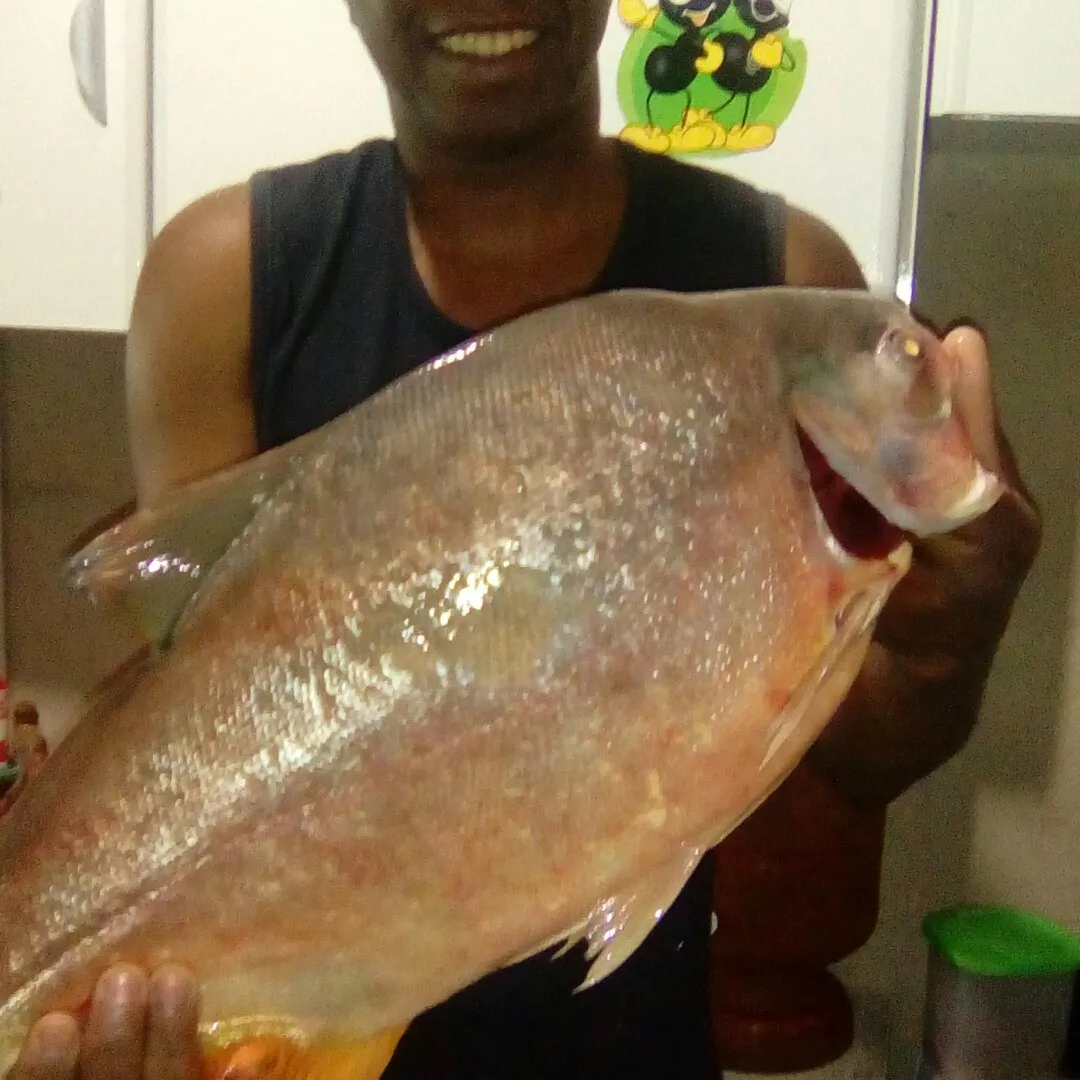 Small-scaled pacu caught on Fishbrain