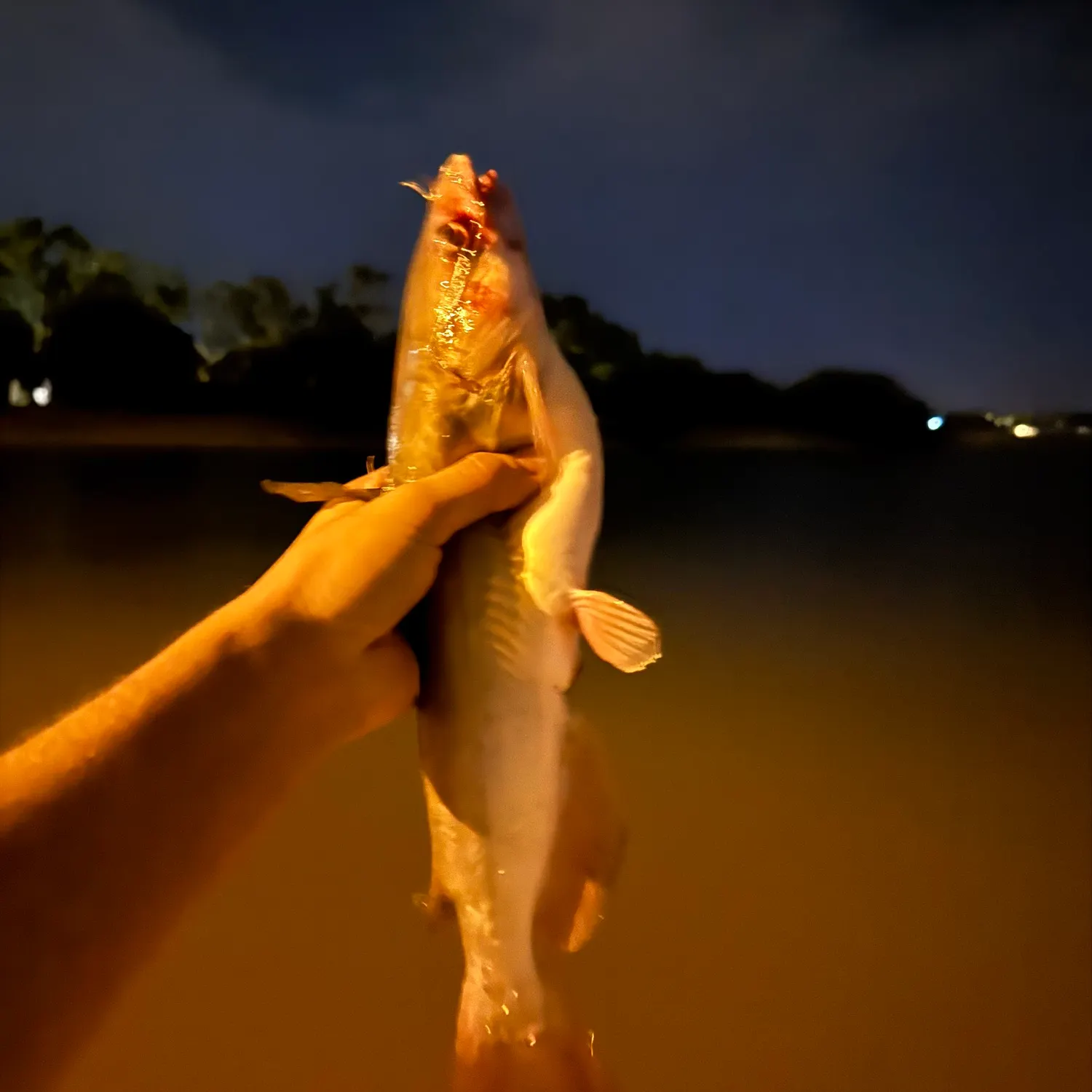 Channel catfish caught on Fishbrain