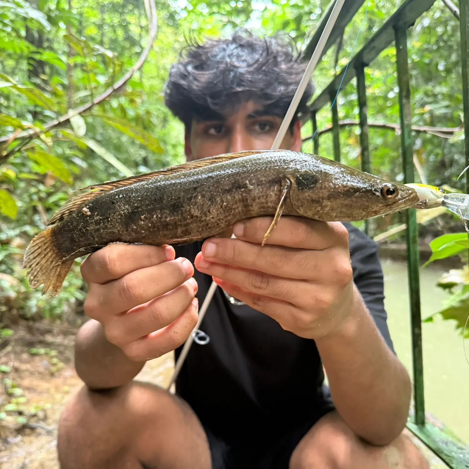 The most recent Forest snakehead catches on Fishbrain