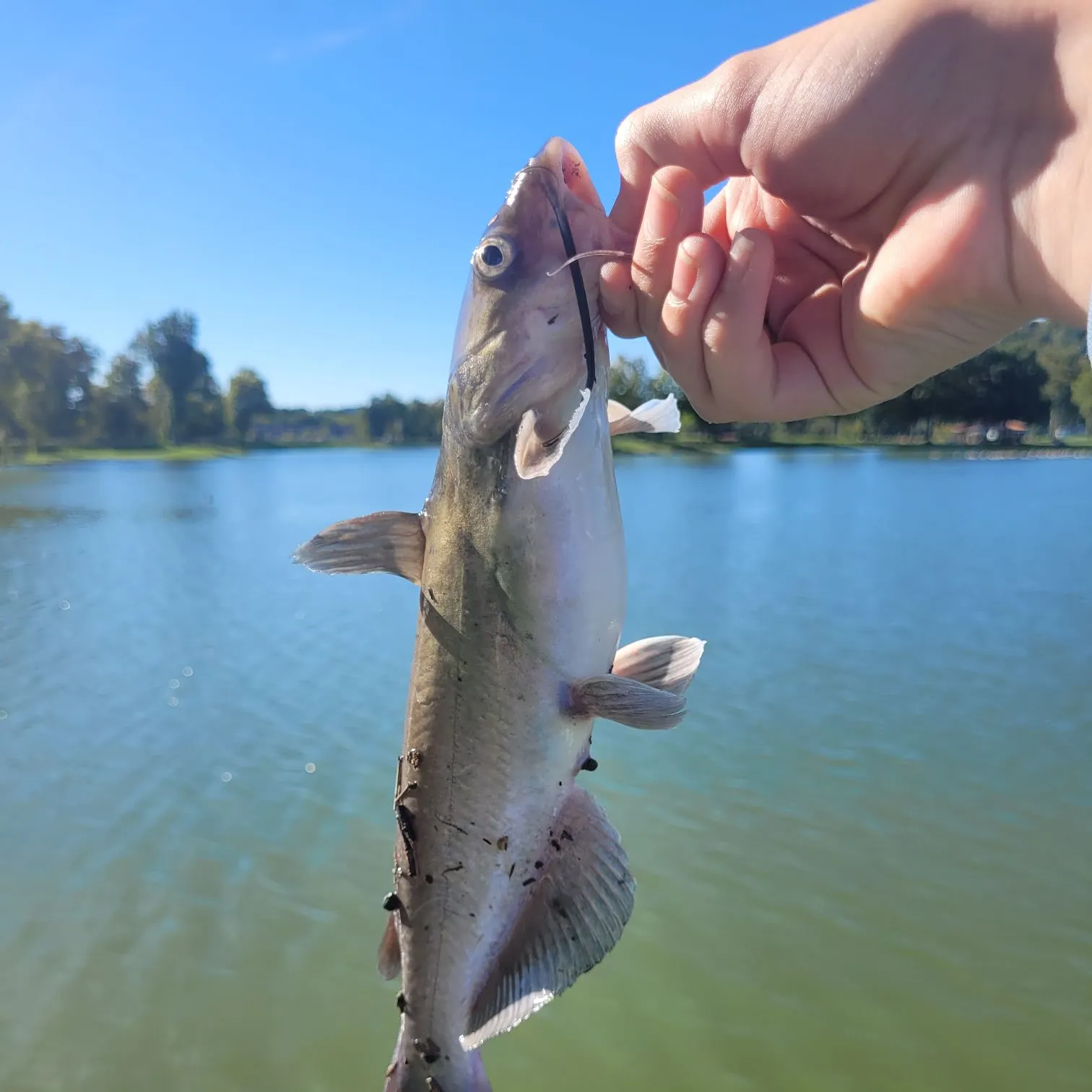 Channel catfish caught on Fishbrain