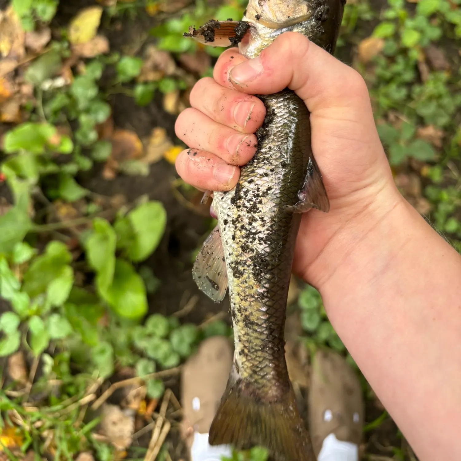 Northern pikeminnow caught on Fishbrain