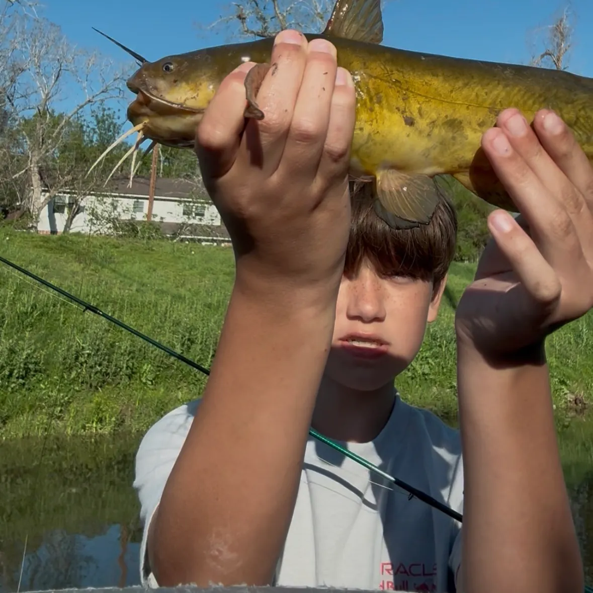 The most recent Yellowtail catfish catches on Fishbrain