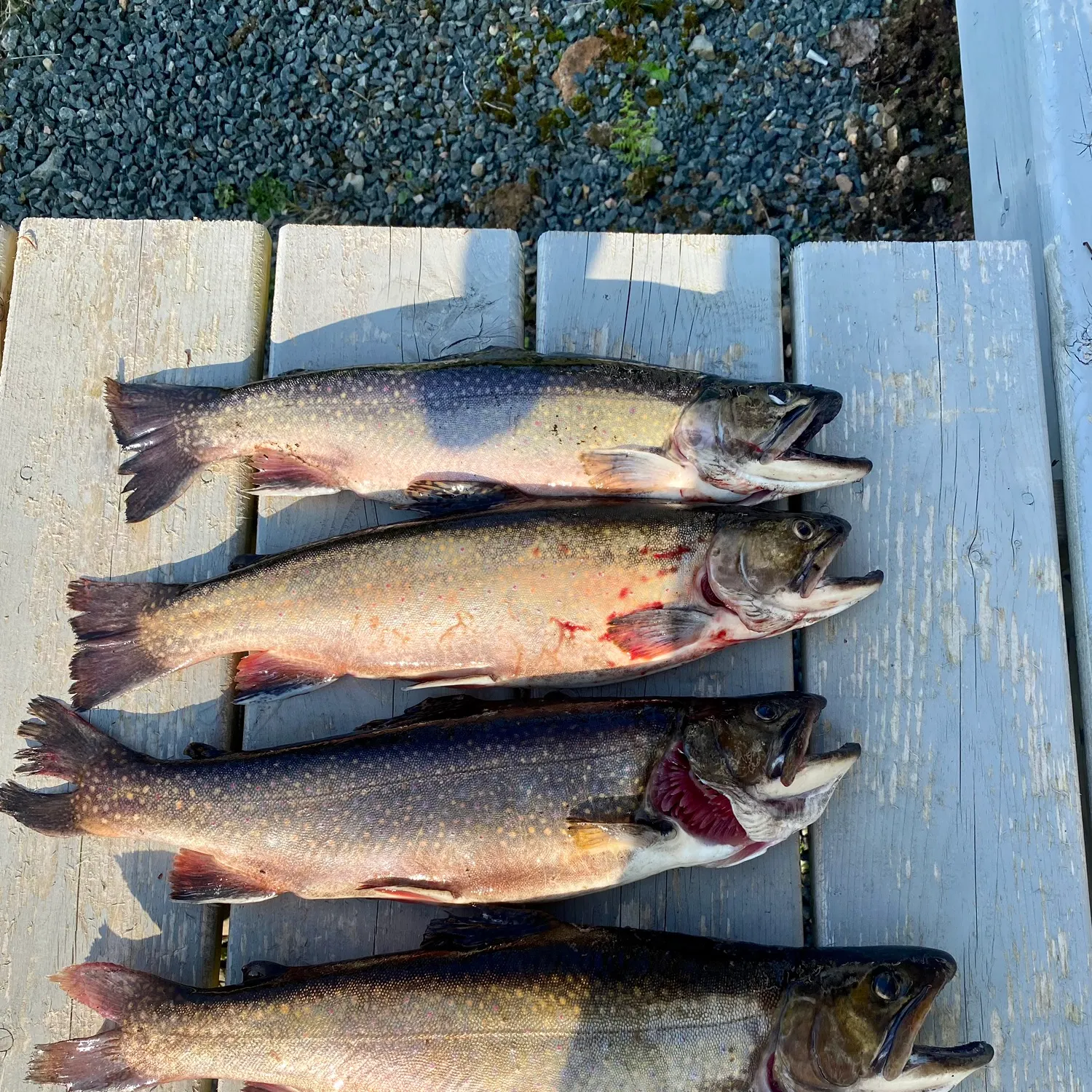 recently logged catches