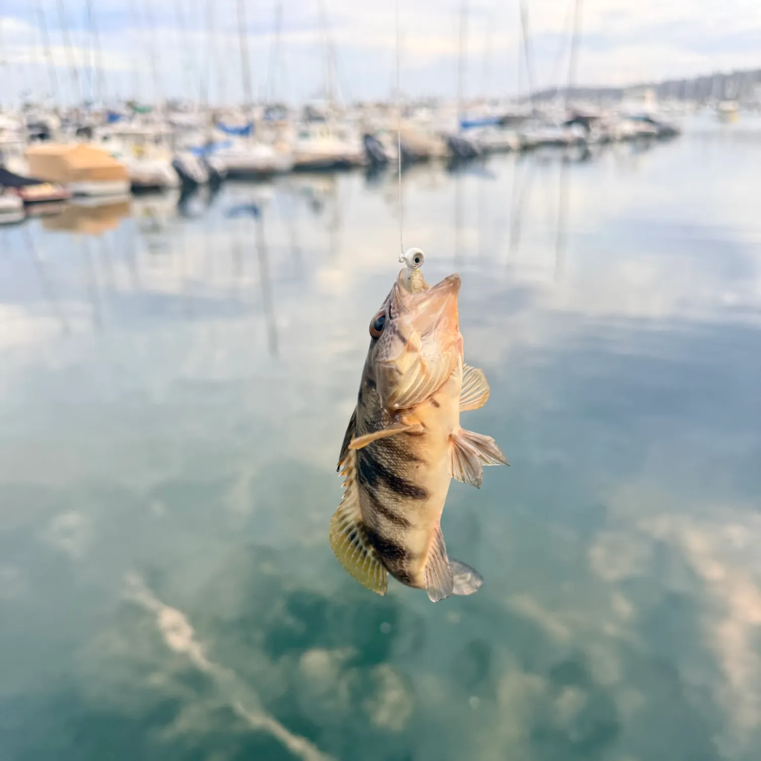 Barred sand bass caught on Fishbrain