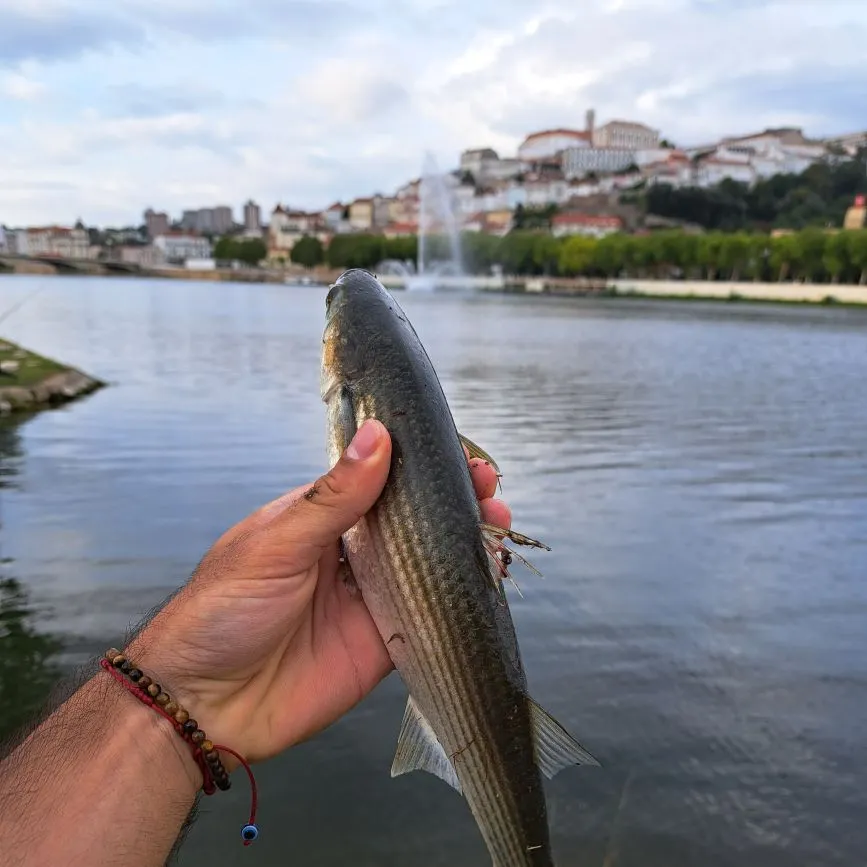 Striped mullet caught on Fishbrain