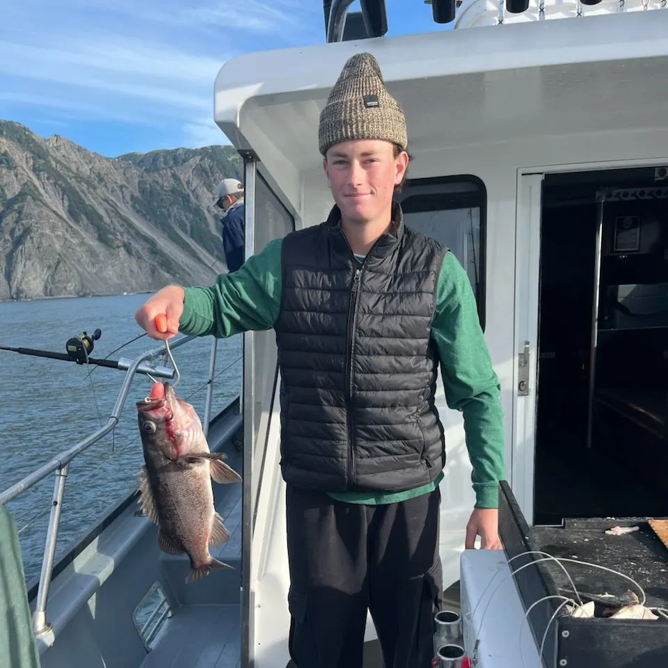 Black rockfish caught on Fishbrain