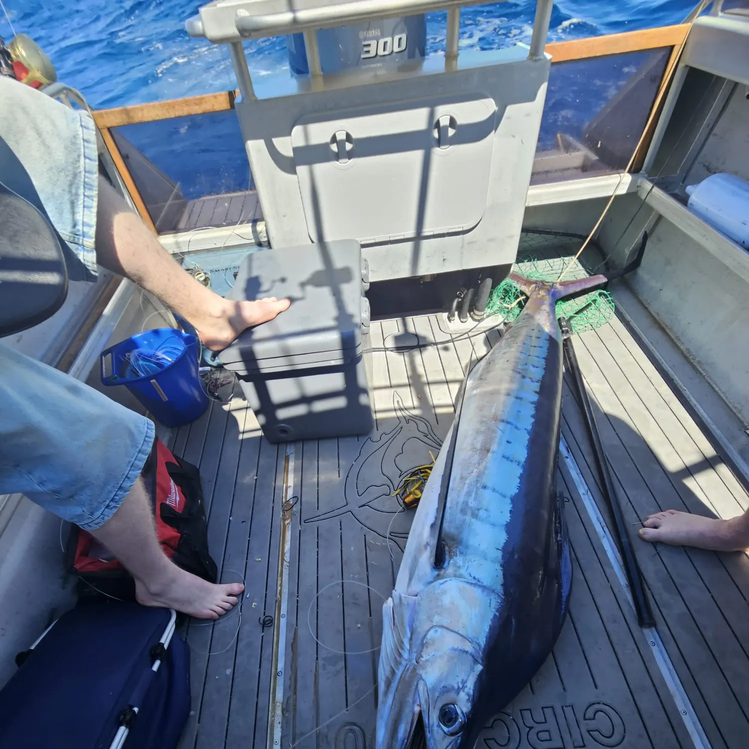 The most recent Atlantic blue marlin catches on Fishbrain