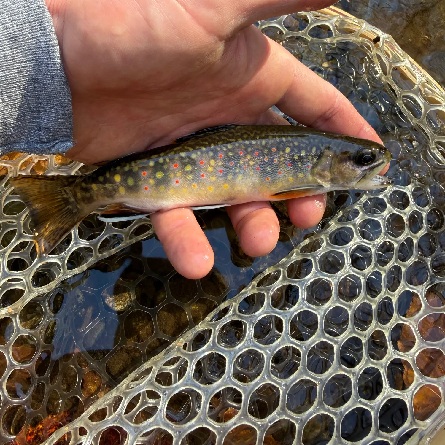 Brook trout caught on Fishbrain