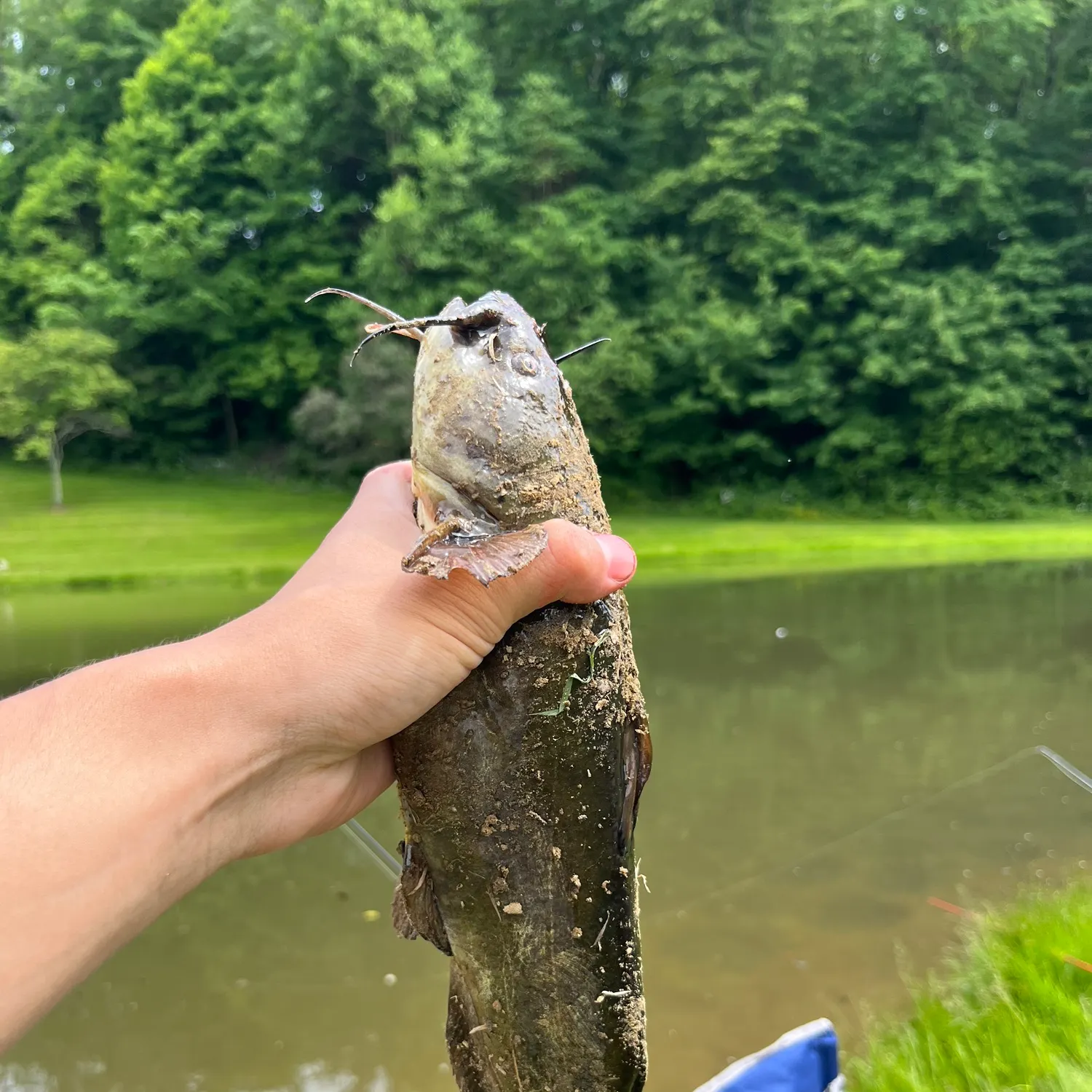 The most recent Yellow bullhead catches on Fishbrain