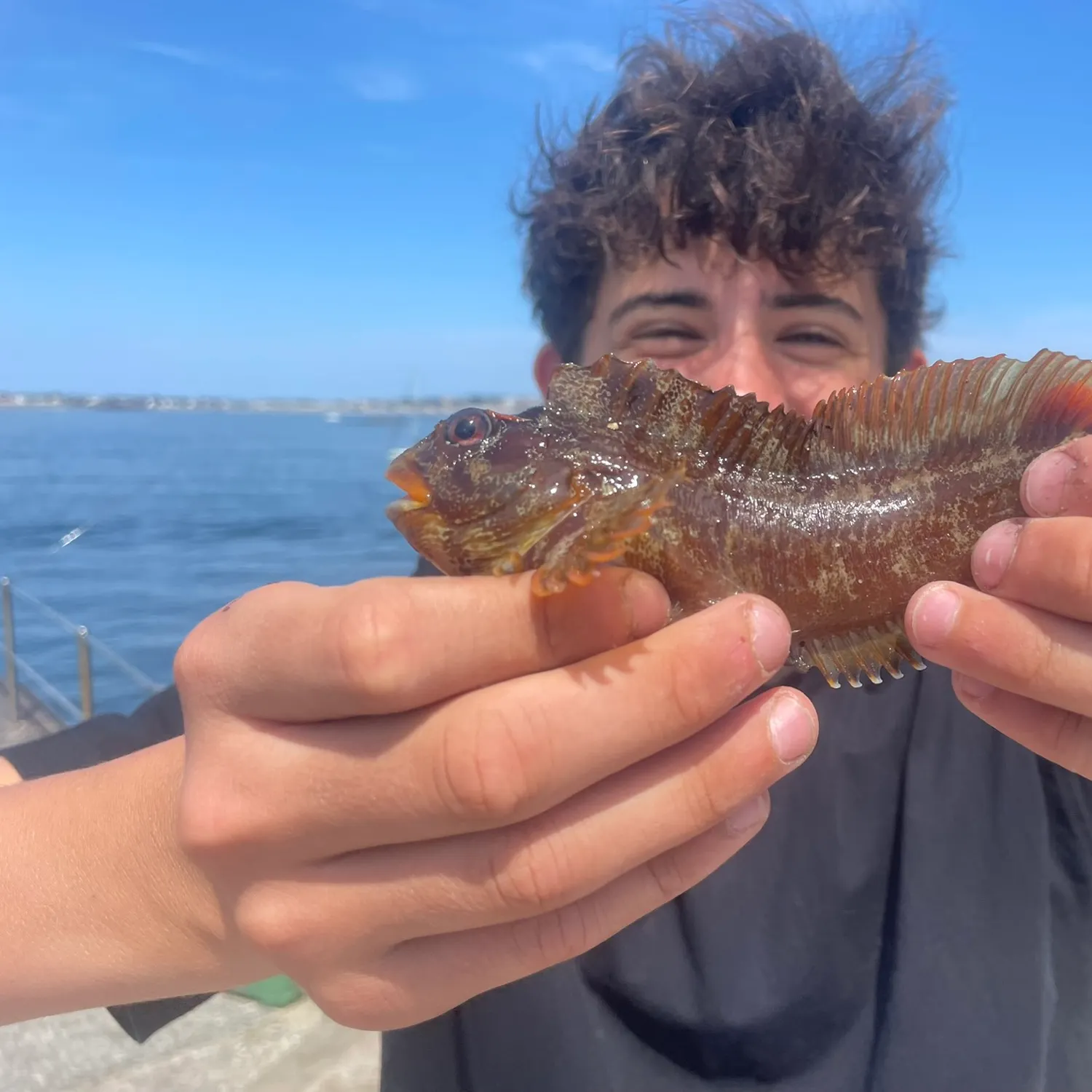 The most recent Tompot blenny catches on Fishbrain