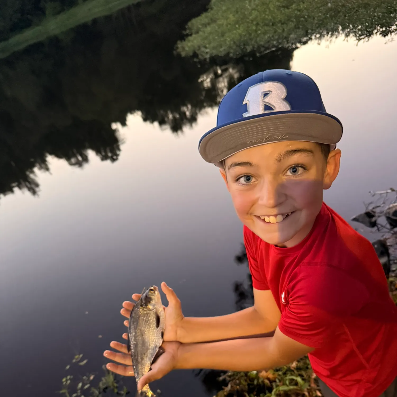 American gizzard shad caught on Fishbrain