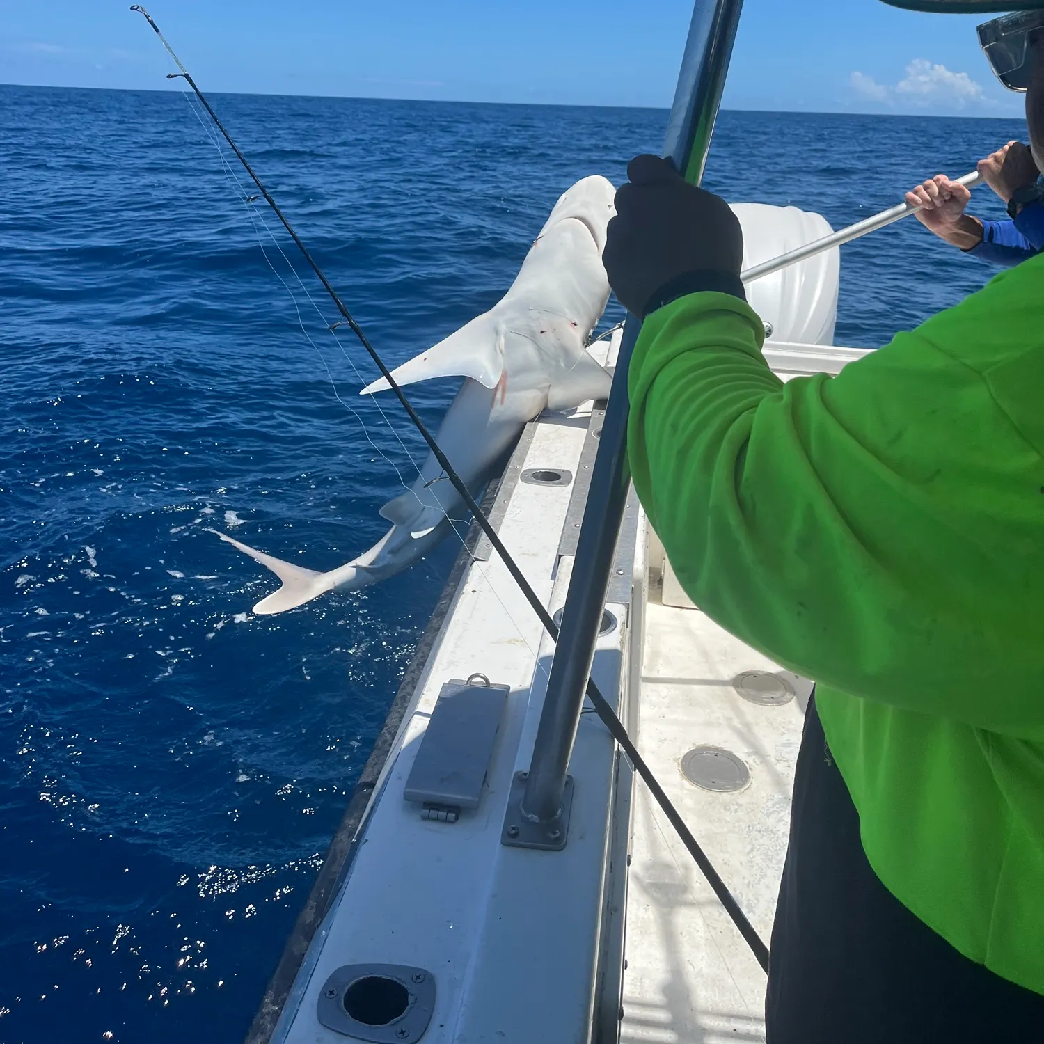 The most recent Port Jackson shark catches on Fishbrain