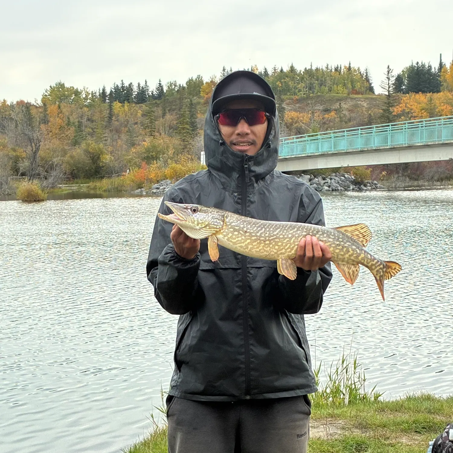 Northern pike caught on Fishbrain